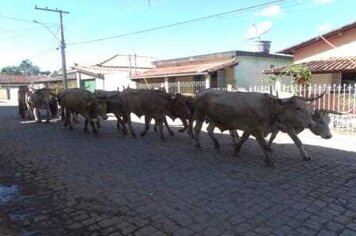 Foto - 27º Festa do Ruralista de Piracema